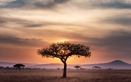 Origin of Biltong