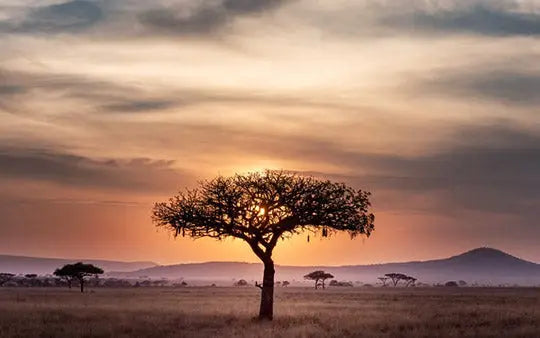 Origin of Biltong